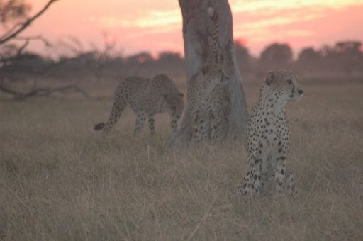 Cheetah sunset 3 